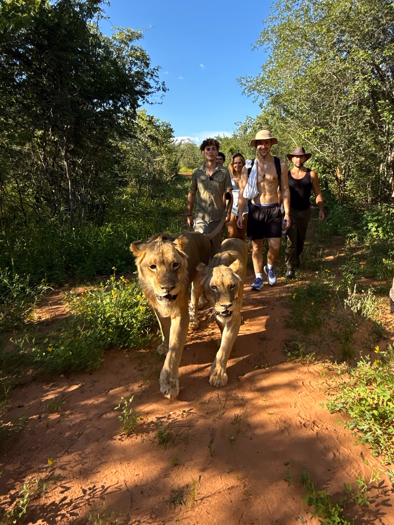 Helix founders walking a bush trail flanked by two lions on a trip in the wild